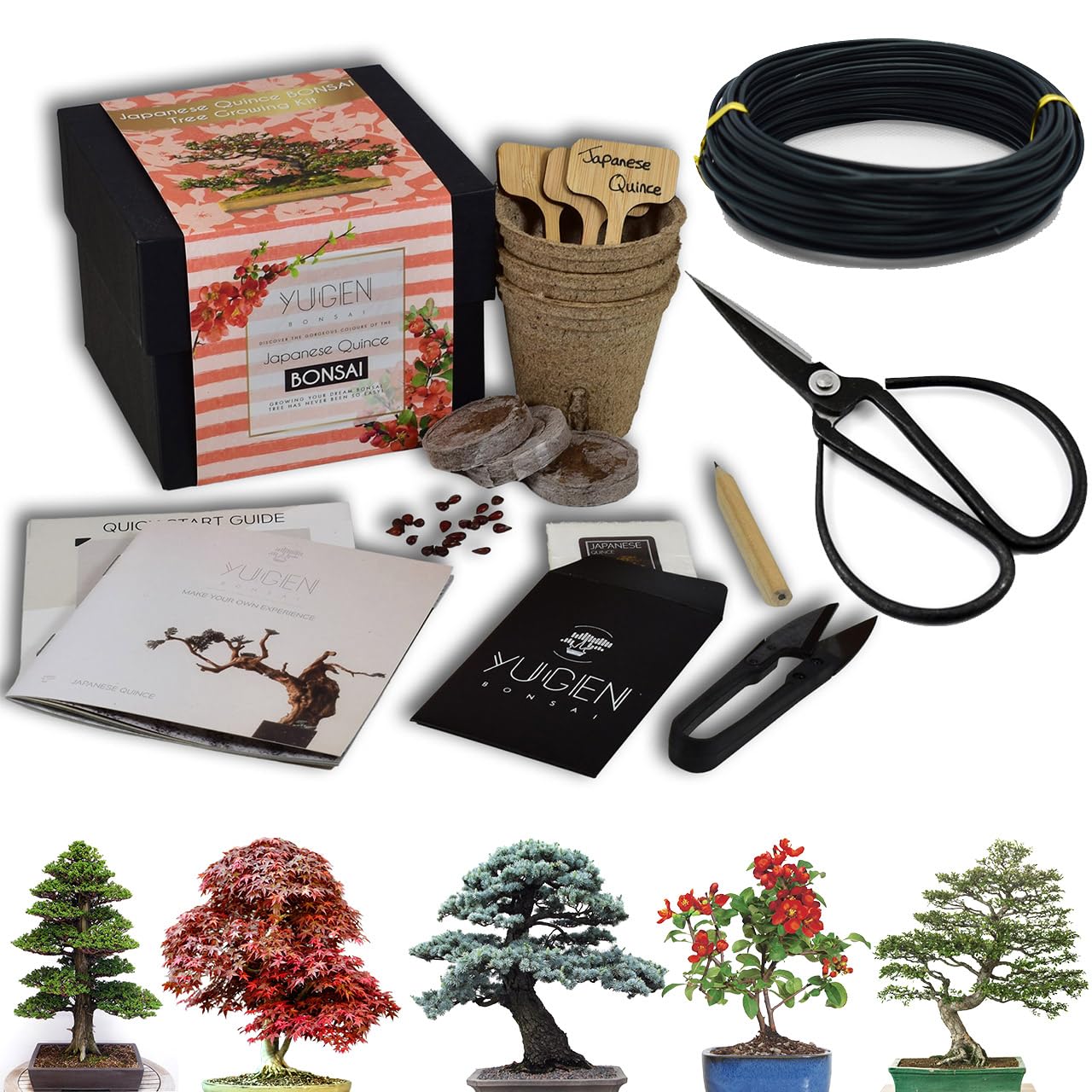 Novice Bonsai Tree Starter Kit Bundle | Grow Your Own Bonsai Tree | All-in-One Set | Choose from 5 Species (Japanese Maple)