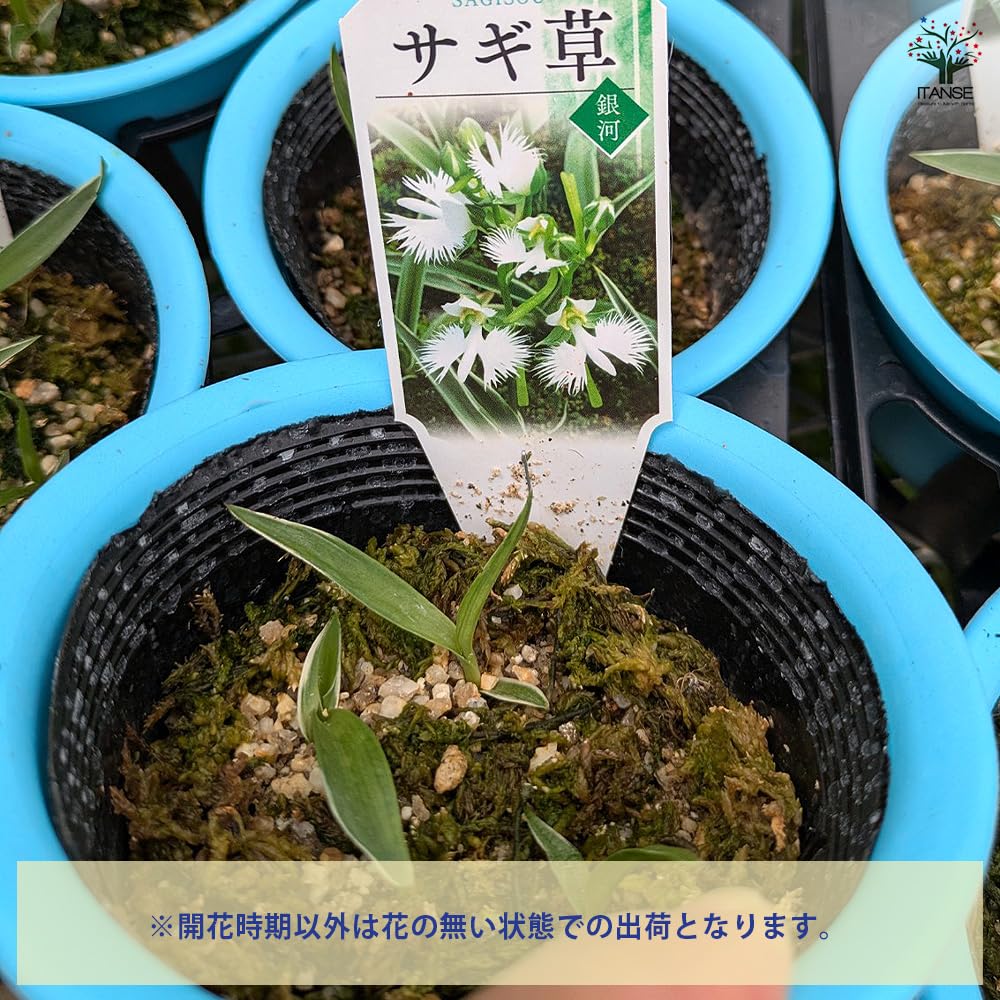 Amazon.co.jp: サギソウ(鷺草) 銀河 4号 1個売り【品種で選べる花苗