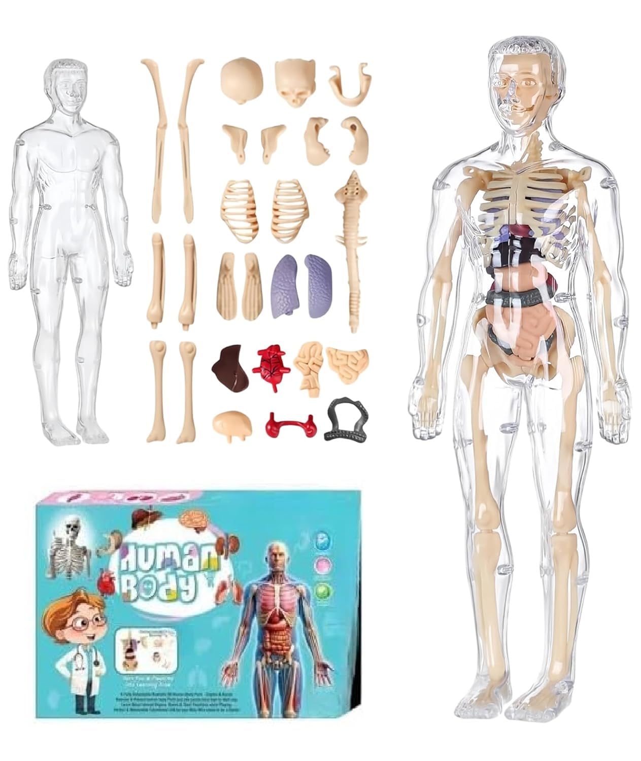 NEEL 29-Pcs Human Body Structure Model for Kids -3D Anatomy Puzzle Toy with Removable Bones & Organs | STEM Educational Toy for Ages 6–14 Years DIY Human Body Parts Model Puzzel-image-24
