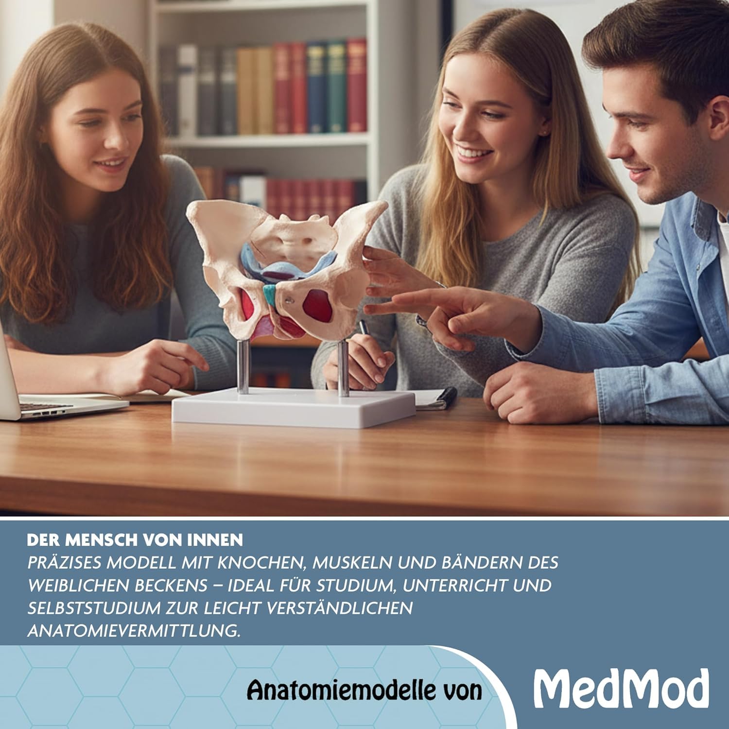 Anatomie Modell weiblicher Beckenboden Lebensgroß weibliches Becken | Becken mit Muskeln für Schule, Studium und Anatomie-Training, Lehrmodell