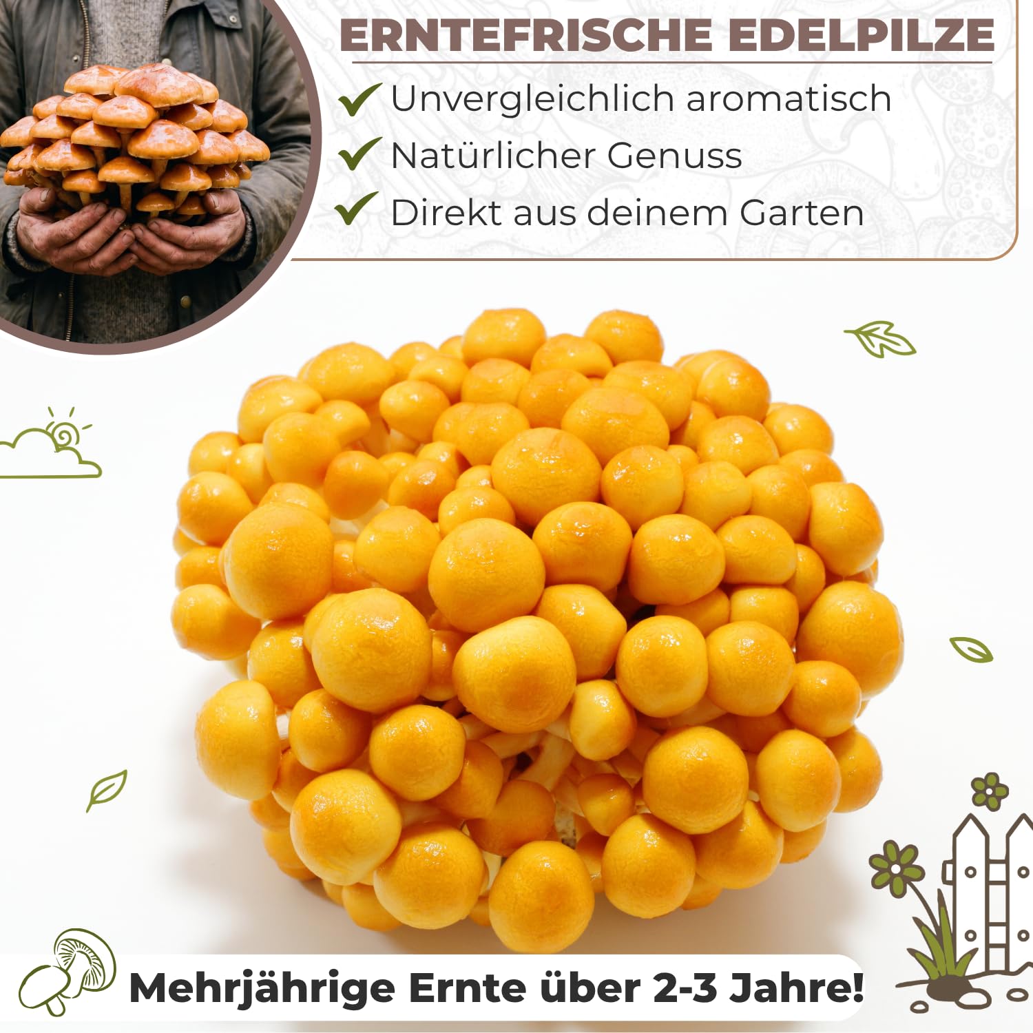 Hawlik Pilzbrut - Pholiote Nameko - Kit champignons à faire pousser – Cultiver facilement des champignons dans votre jardin et récolter des champignons frais – Kit champignon