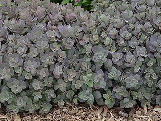 Sedum Dazzleberry Stonecrop, Live Perennial Plant, 2 Pack