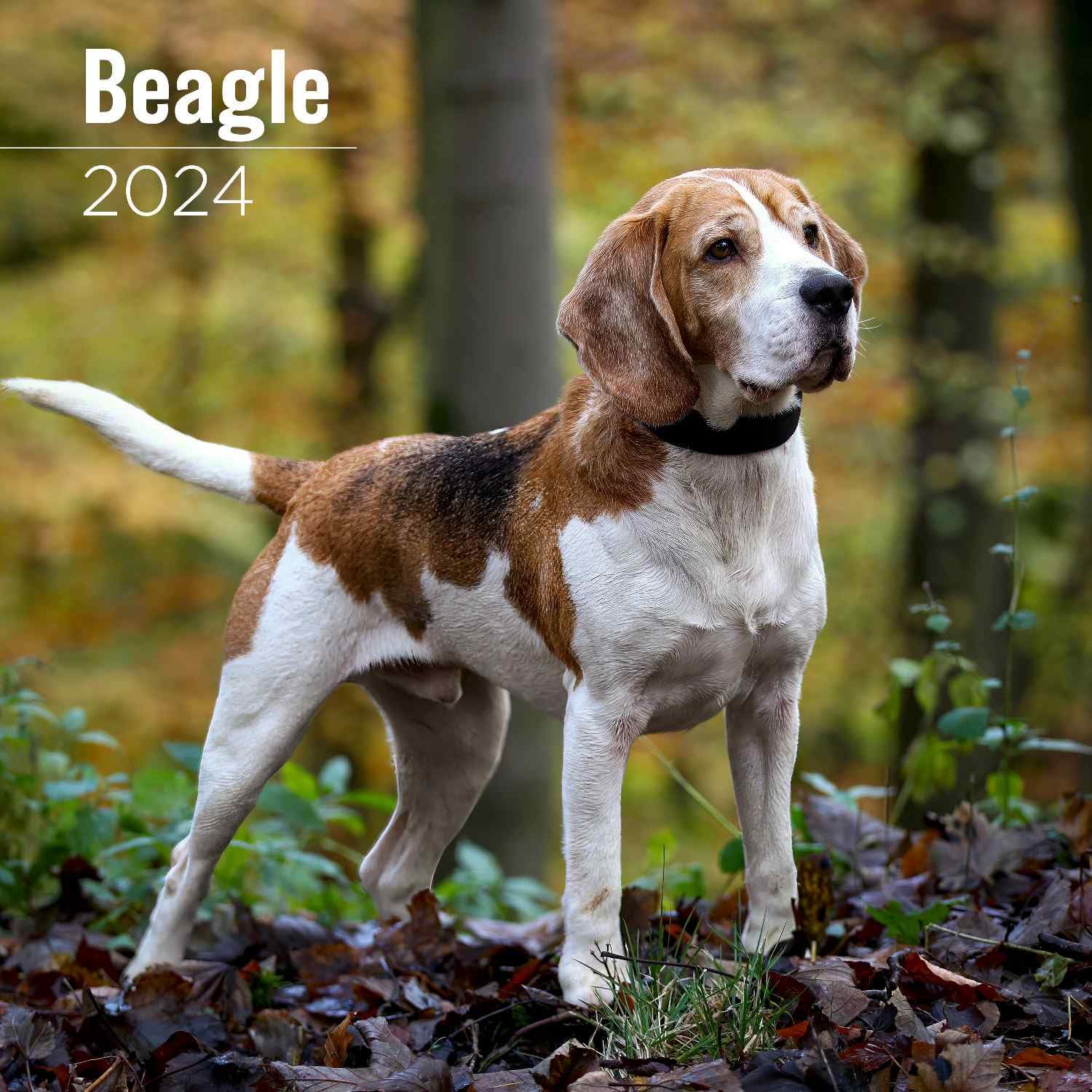 MegaCalendarsBeagle Calendar 2024 - Dog Breed Wall Calendar