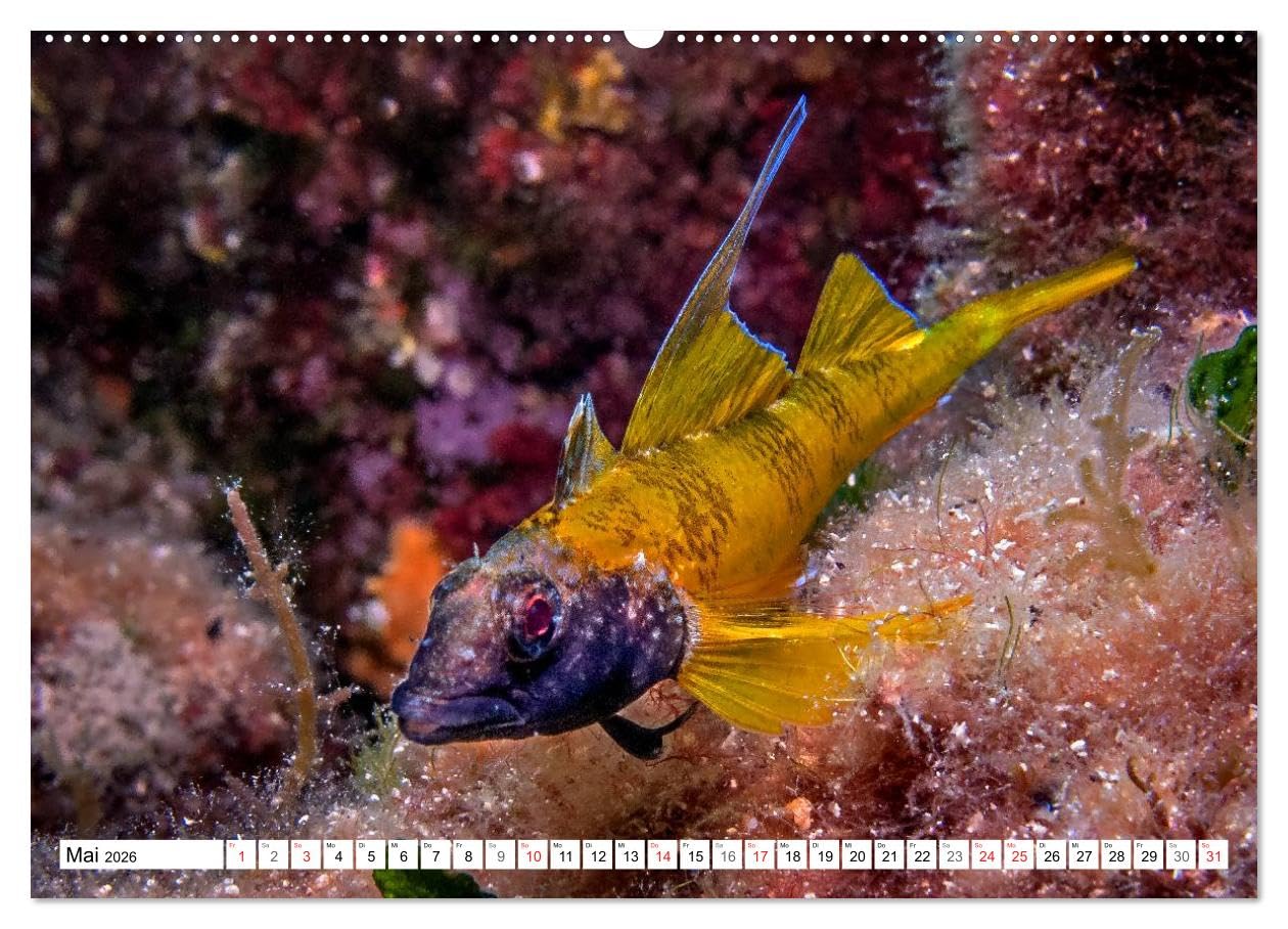 Tauchen im Mittelmeer (hochwertiger Premium Wandkalender 2026 DIN A2 quer), Kunstdruck in Hochglanz: Bei Tauchgängen im Mittelmeer werden Sie viele der im Kalender gezeigten Meeresbewohner treffen