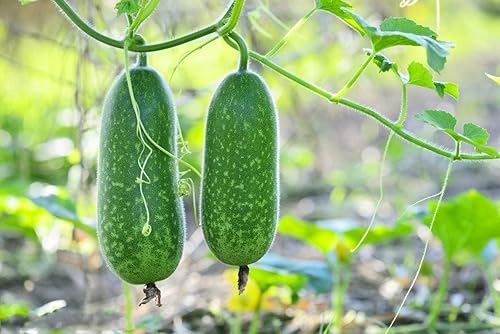 Fuzzy Star - Semillas de melón difusas - Paquete de 20 unidades - para 2024 semillas de verduras de ceniza de invierno Chi Qua Mo Gwa
