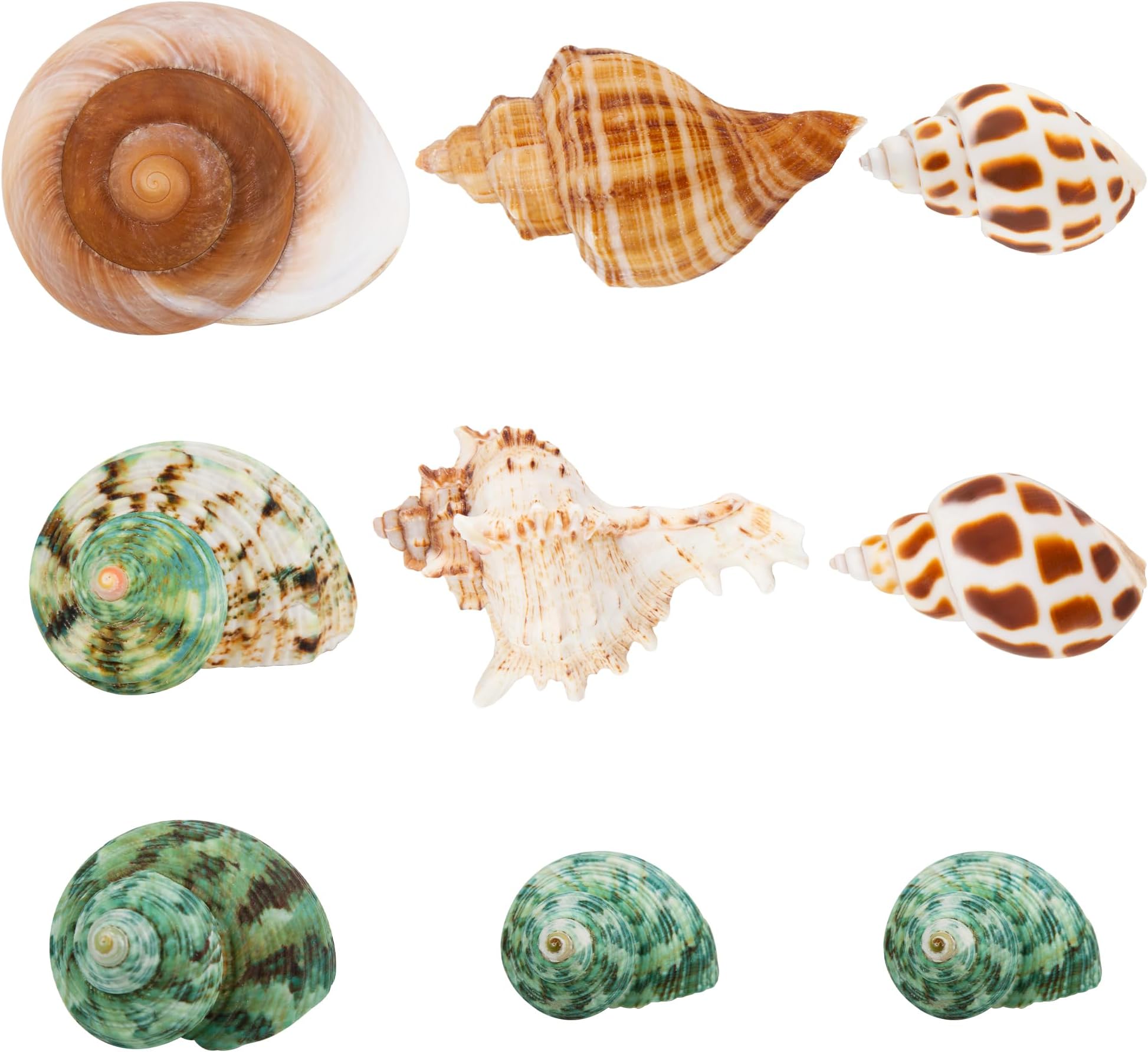 9PCS Natural Hermit Crab Shell