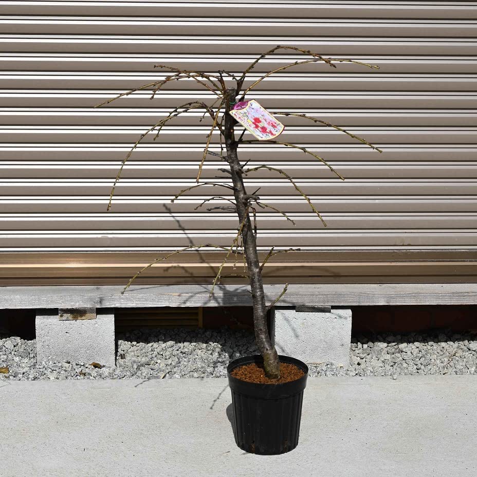 Amazon.co.jp: 花桃咲き分けしだれ桃苗 源平枝垂れ桃苗 源平桃 : DIY