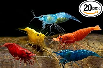 Swimming CreaturesTM Freshwater Aquarium Shrimp A Colorful Mix to Brighten Your Aquarium! 20 Count, Choose Mixed or Premium Mixed
