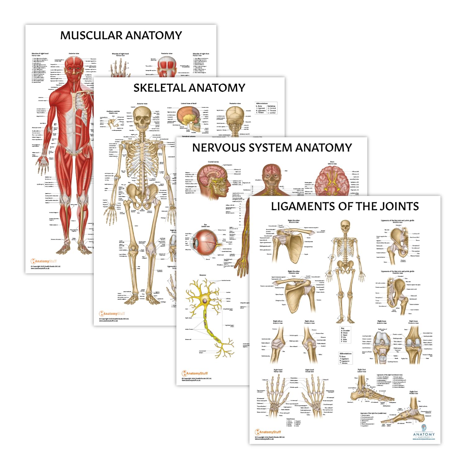 Anatomy Lab 4 PACK Muscular, Skeletal, Nervous Systems and Ligaments of the Joints Human Anatomy Poster Set, LAMINATED, Anatomy and Physiology Posters, 17.3 x 22.5 Inches, Body Systems Bundle, Made