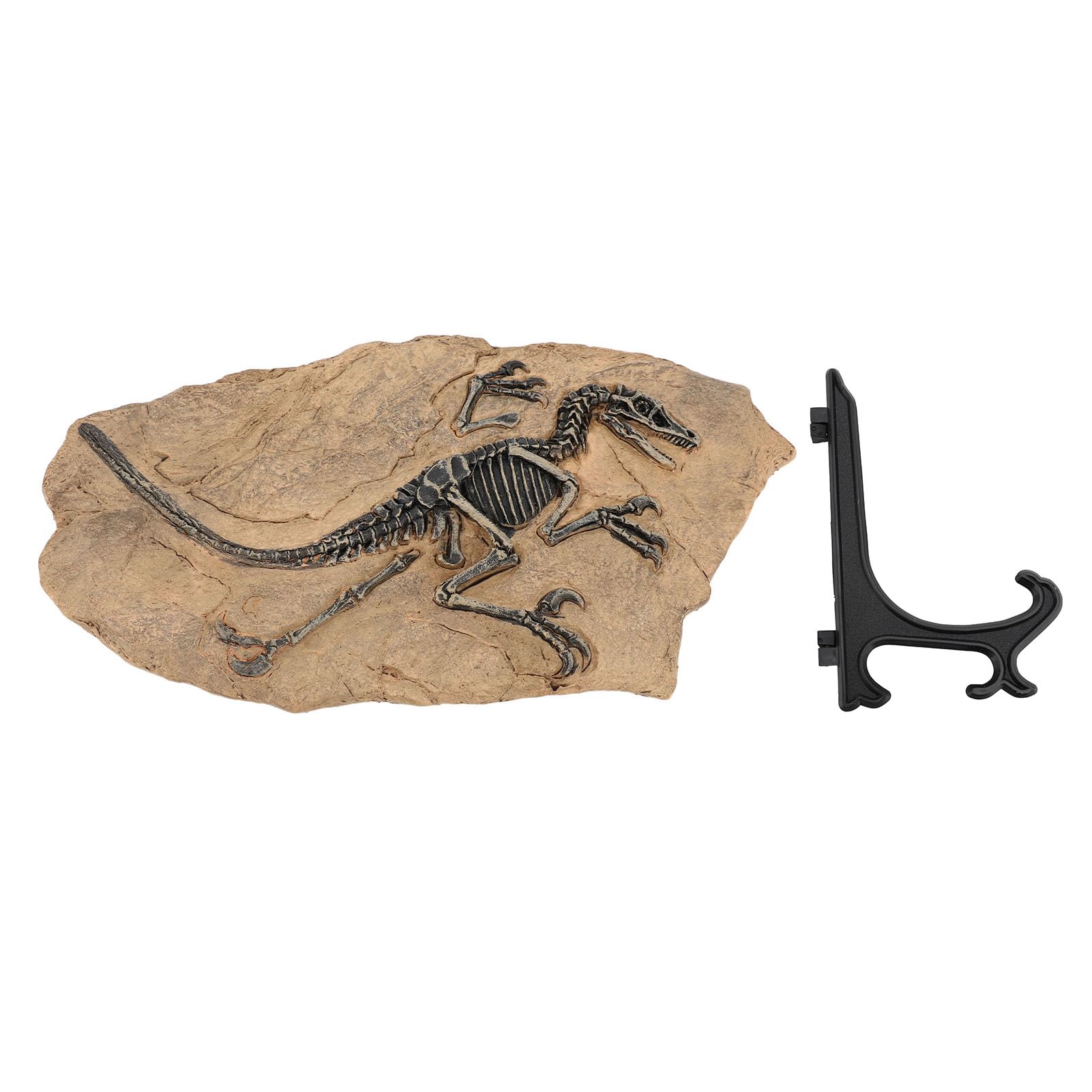 Dinosaur Skeleton Fossil Figure - High Simulation Resin Dinosaur Fossil Model for Home & Office Decor, Ideal for Educational Purpose and Unique Display, 33cm x 19.5cm x 11.5cm