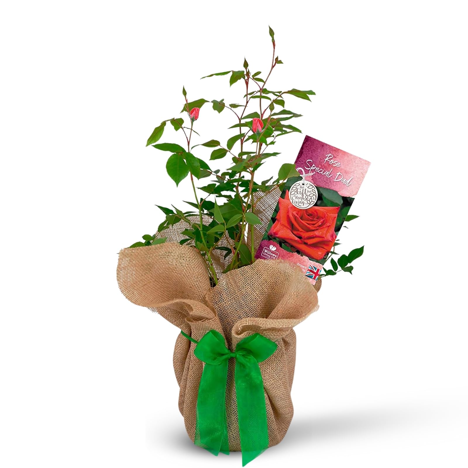 Carbeth Plants Fathers Day Rose Plant Gift in 3L Pot - Gift Wrapped Red Rose Bush for Dad - Gardening Gifts — image 1