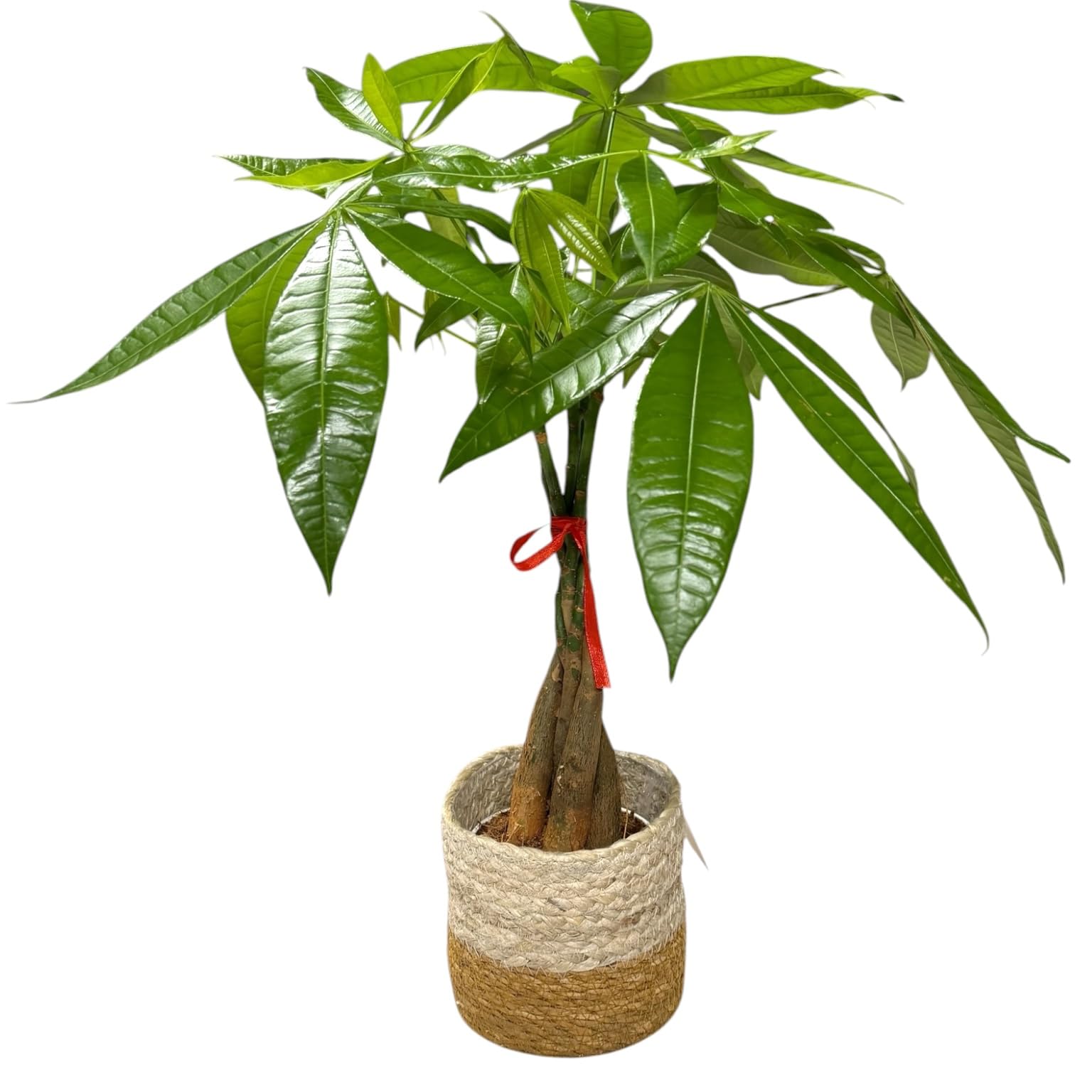 Money Tree Live Plant | 14-22 Inches Tall Bonsai | Easy to Grow Indoor Houseplant | Home, Office, or Room Decor | Birthday, Housewarming Gift (Brown Jute)