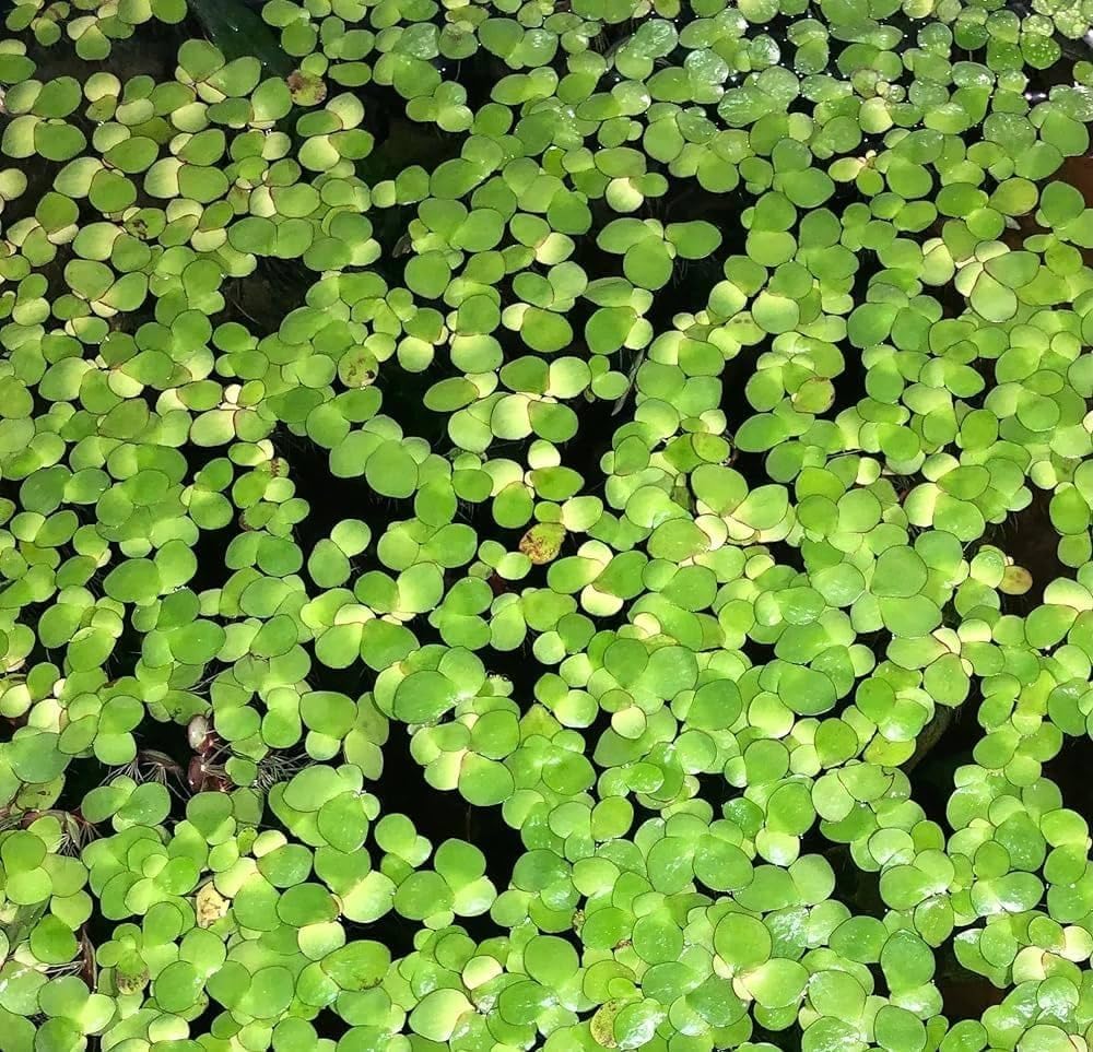 Guppy Fry Comfort Floating Duckweed Live Plant for Fish Tank Water Purifying & Algae Control with Rapid Spreading Green Foliage & Pure Hanging Rooting (250+ Healthy Seeds)-image-38