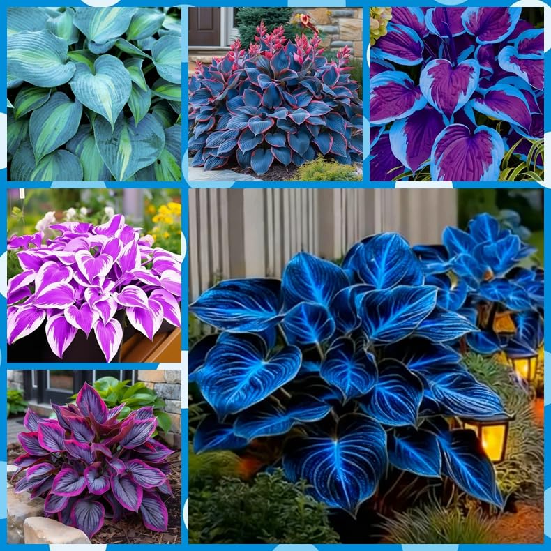 REHYUYL Midnight Blue Hosta with Colorful Foliage, Mix 6 Tubers Kit, Garden Decoration, for Indoor/Outdoor Potted (K)