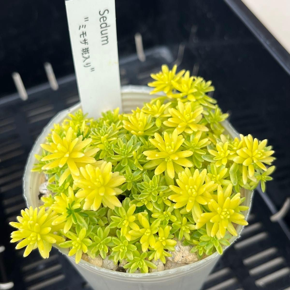 Amazon｜多肉植物 セダム 斑入りミモザ 抜き苗｜観葉植物 オンライン通販