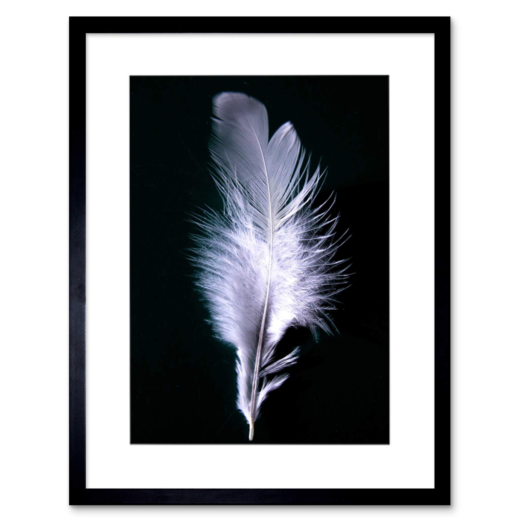 Wee Blue Coo Black and White Photo Bird Feather Framed Wall Art Print 30 x 41cm