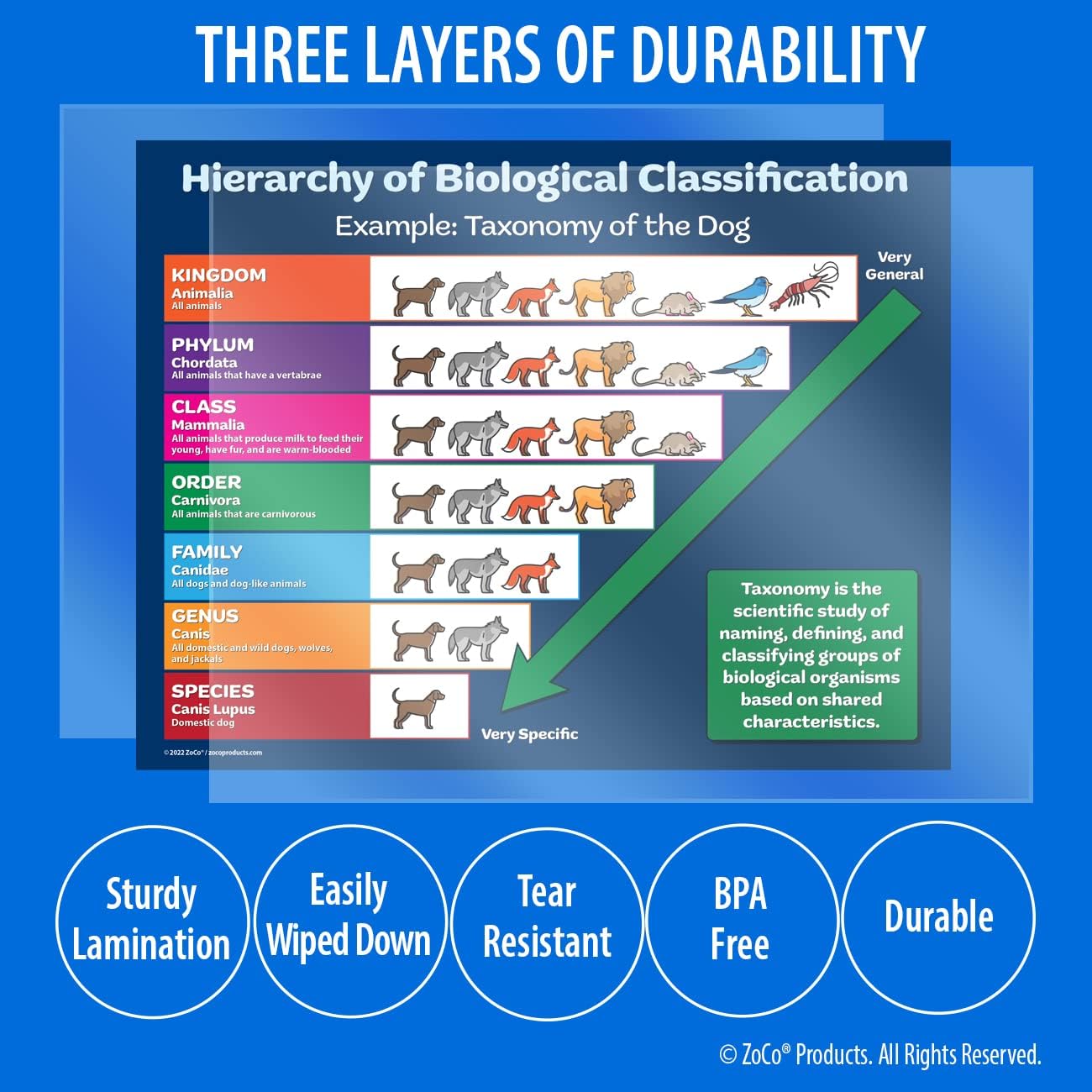 Buy Biology Posters (2 Pack) Hierarchy of Biological Classification