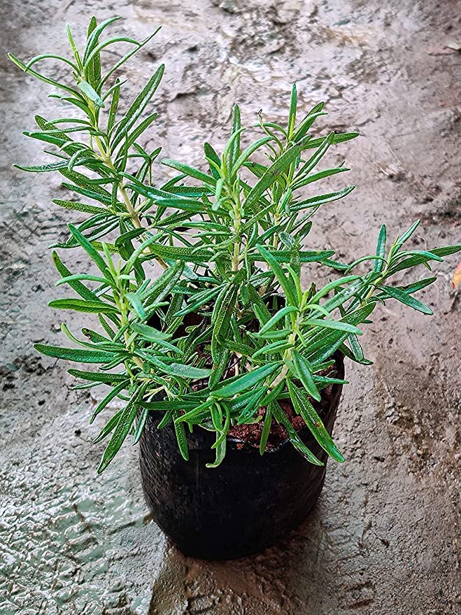 PlantaZee Rosemary/Salvia Rosmarinus Live Plant Indoor/Outdoor Plant (Pack of 1) (B0B8X8QFBH) Amazon Price History, Amazon Price Tracker
