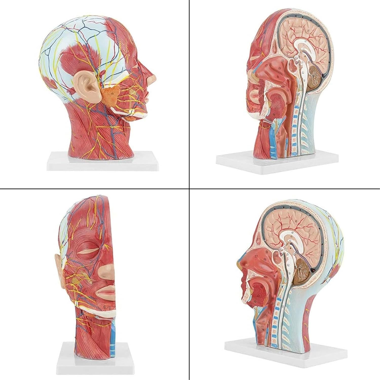 Human Head Model, Medical Head Anatomy Model,Half Head and Face Anatomy Medical Brain,Anatomical Medical Life-Size Head Brain Study Model