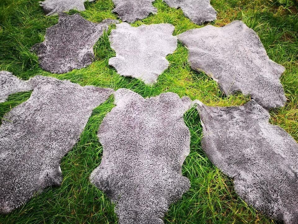 Echte kurz gelockte Gotland Schaffellen grau L - XXL (110-120 cm x 60-70 cm)