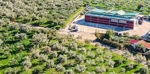 Miniatura 7 de AGROPOLY Aceite de oliva orgánico extra virgen griego certificado de la región de Kalamata