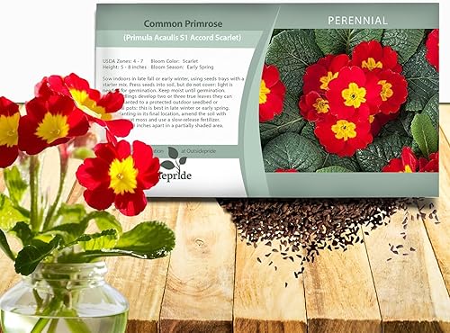 Miniatura 9 de Outsidepride Primula Acaulis - Flores de jardín comunes de primavera inglesa para camas, bordes y contenedores - 200 semillas