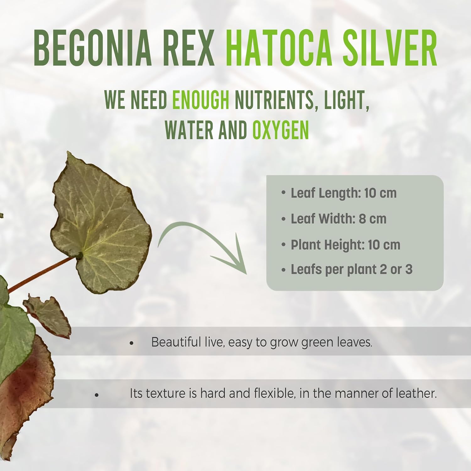 LEAL PLANTS ECUADOR Begonia Rex Hatoca Silver (Pack of 2)| Painted Leaf Begonia for Décor |Stunning Foliage Plant | King Begonia for Natural Home & Garden Decoration |Polka Dot Begonia Rex