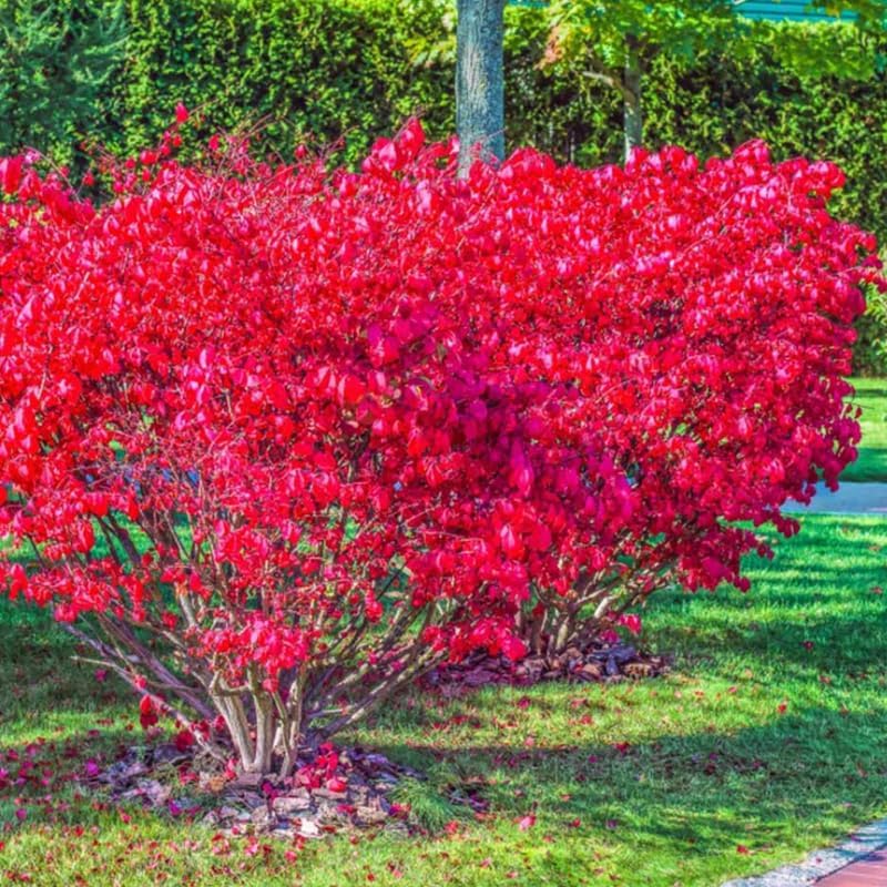 Dwarf Burning Bush Shrub, 12-18" Tall in Gallon Pot, Hardy Ornamental Shrub Live Plant for Outdoor Landscaping