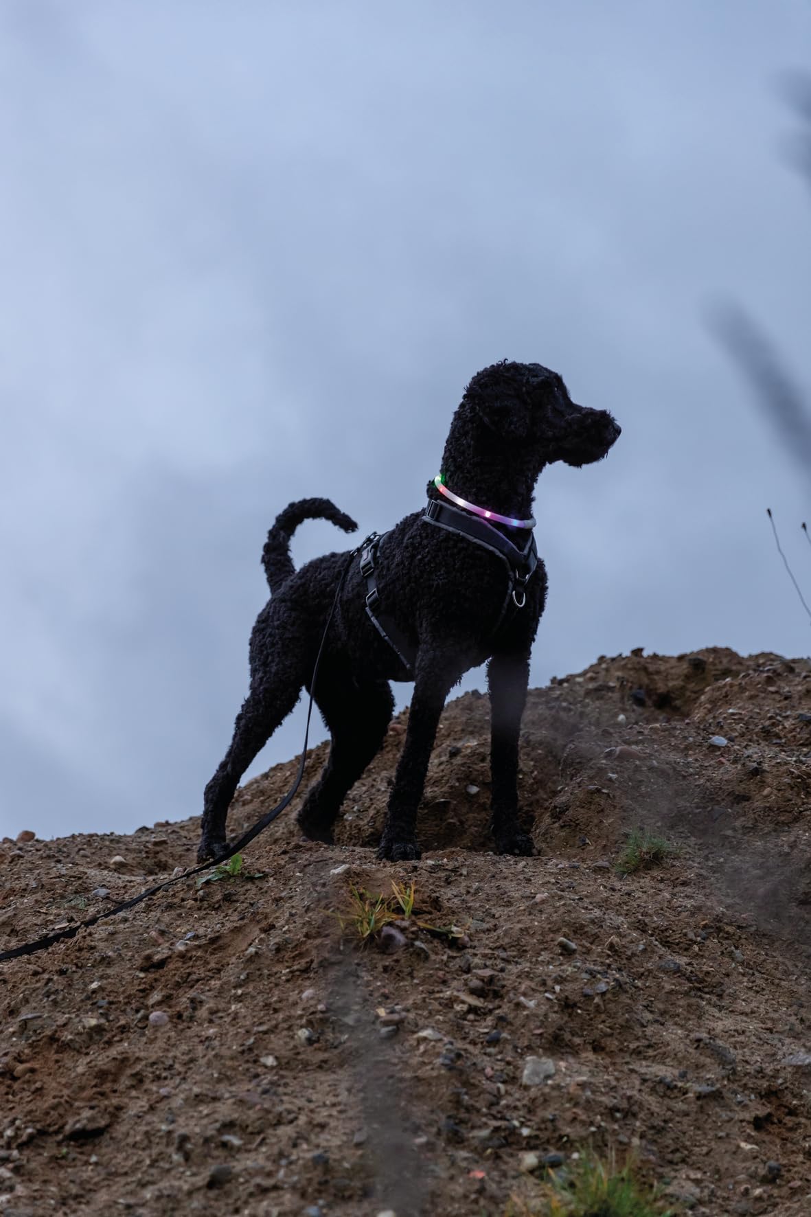 TRIXIE Leuchthalsband Für Hunde – Blau, Aufladbar, Einstellbar, Ideal Für Dunkelheit
