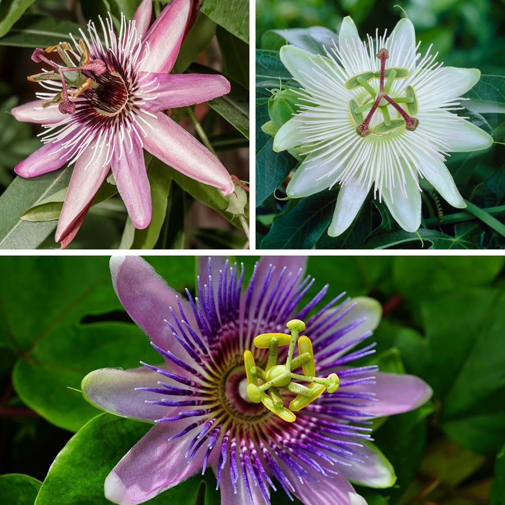 3 x Passiflora Supplied in 9cm Pots - Exotic Passion Flowers for Gardens - Perfect in Pots for Patios - Passion Vine Garden Ready Plants in Pots - Perfect for Exotic Gardens