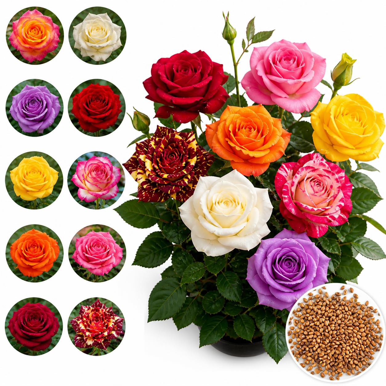 Hybrid Multi Color Rose Seeds for Planting – Red Pink Yellow White Purple Mixed Rose Flower Seeds for Garden Decoration Pack of 20 Seeds | SS9-image-14