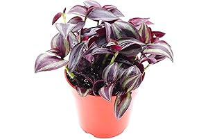 California Tropicals Dark Desire - Wandering Jew Live Plant for Easy Indoor Air Purification