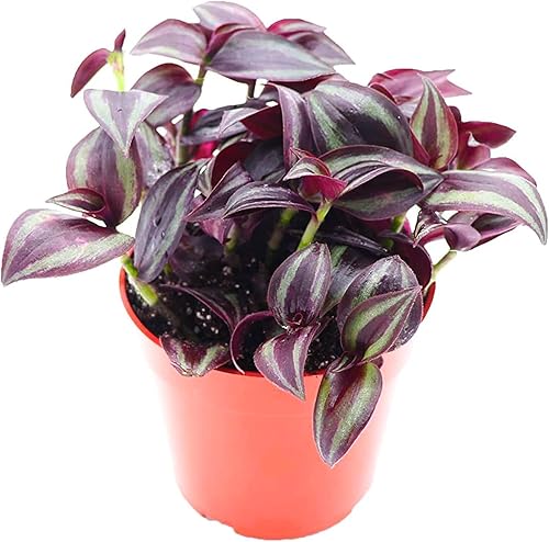 California Tropicals Dark Desire Tradescantia - Plantas de interior únicas de esquina para una fácil purificación del aire en interiores, jardines y
