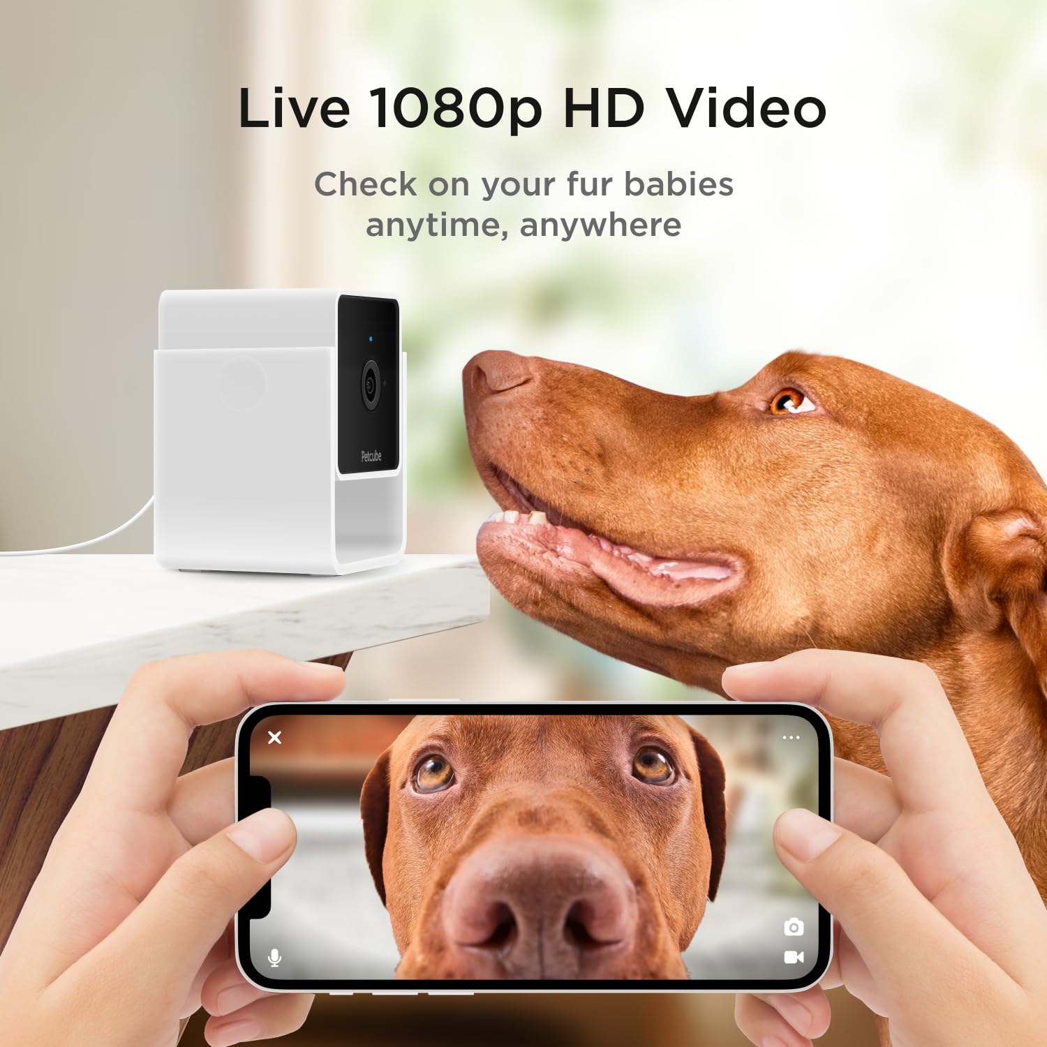 Petcube Cam - Telecamera di sicurezza Wi-Fi per animali domestici con app per telefono, monitor per animali domestici con audio e video a 2 vie, visione notturna, video HD 1080p e avvisi intelligenti