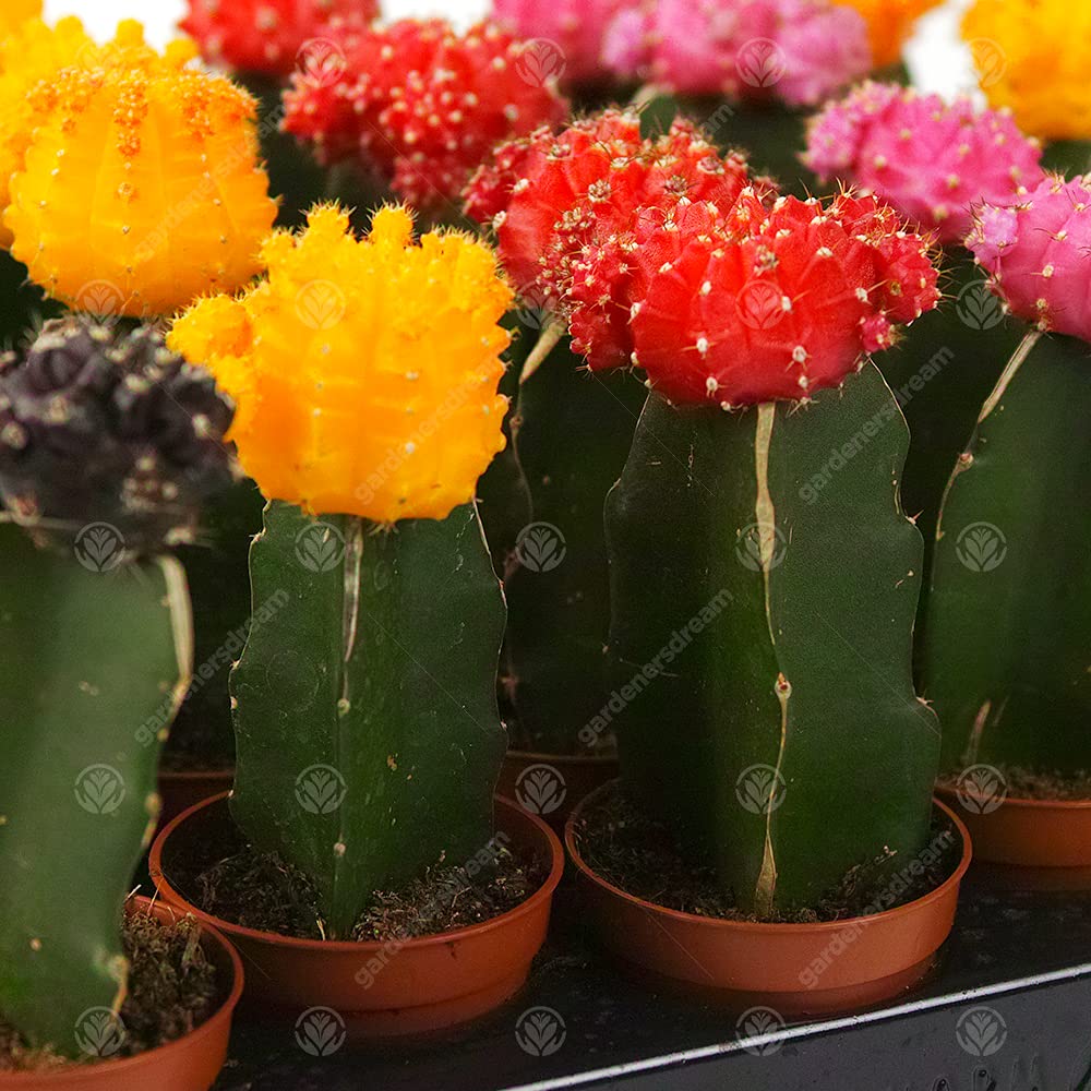 Assortiment Cactus Disco Plante d'intérieur pour maison/bureau parfaite pour cadeau d'invité de mariage (Lot de 5)