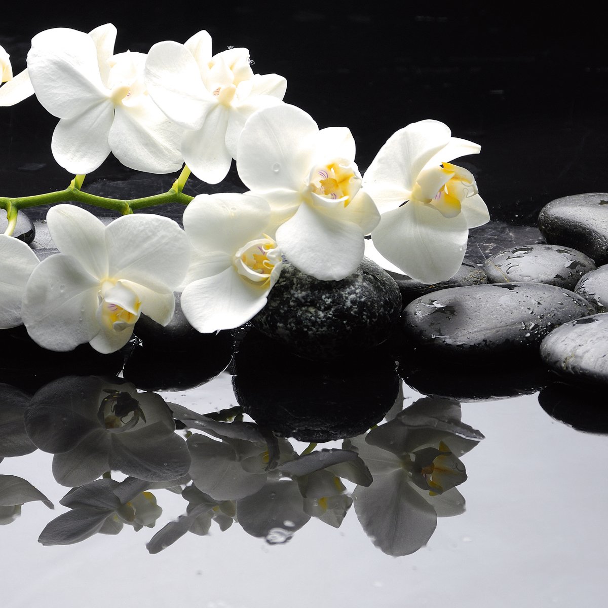 Eurographics Deco Glass DT11002 Dgd-Trend Calming Orchid Branch 30 x 30 CM