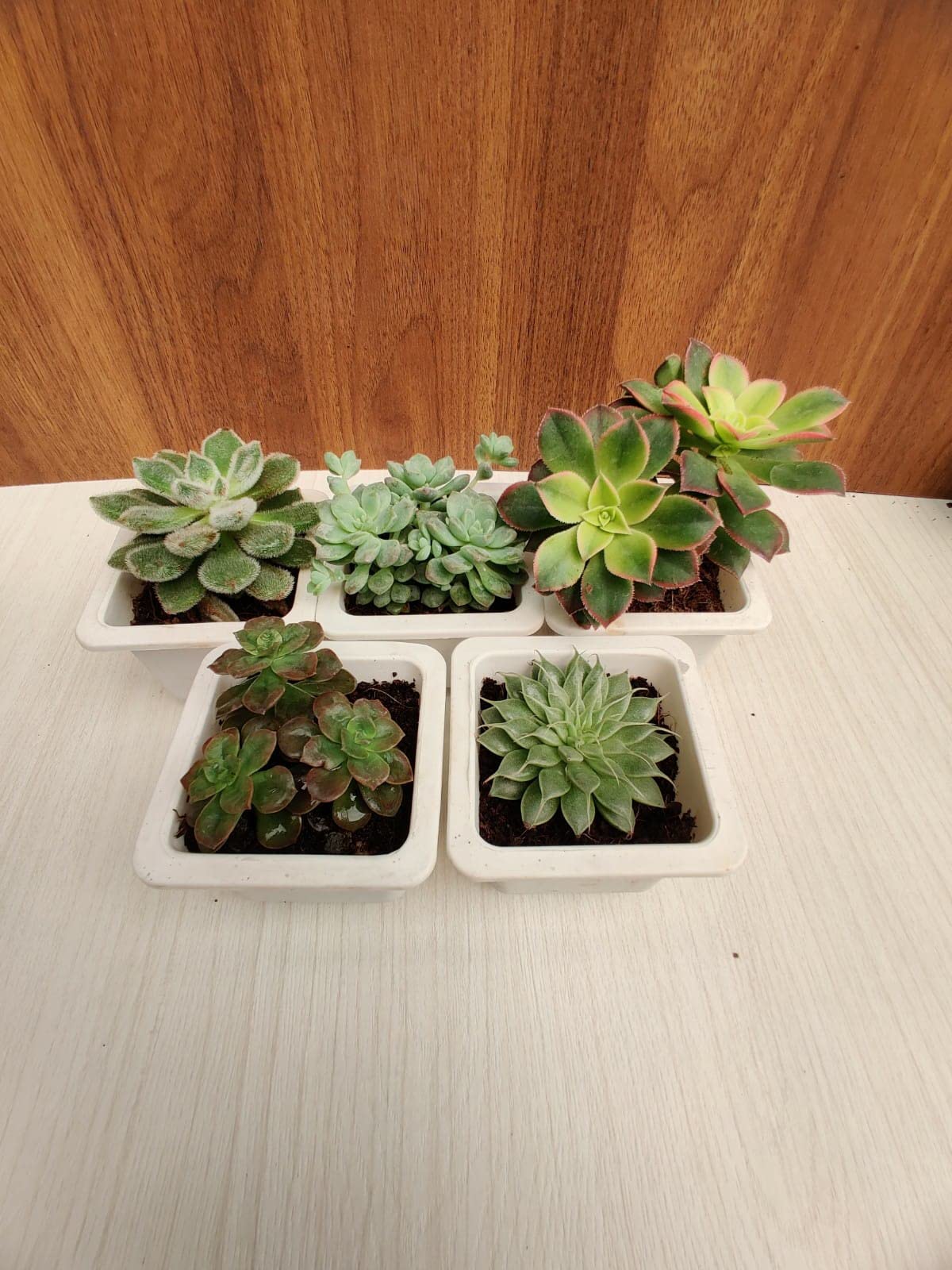 CAPPL Assorted Live Cute Succulent Collections (Any 5 Indoor Plants) With Plastic Pot (B0BMKCQHWM) Amazon Price History, Amazon Price Tracker