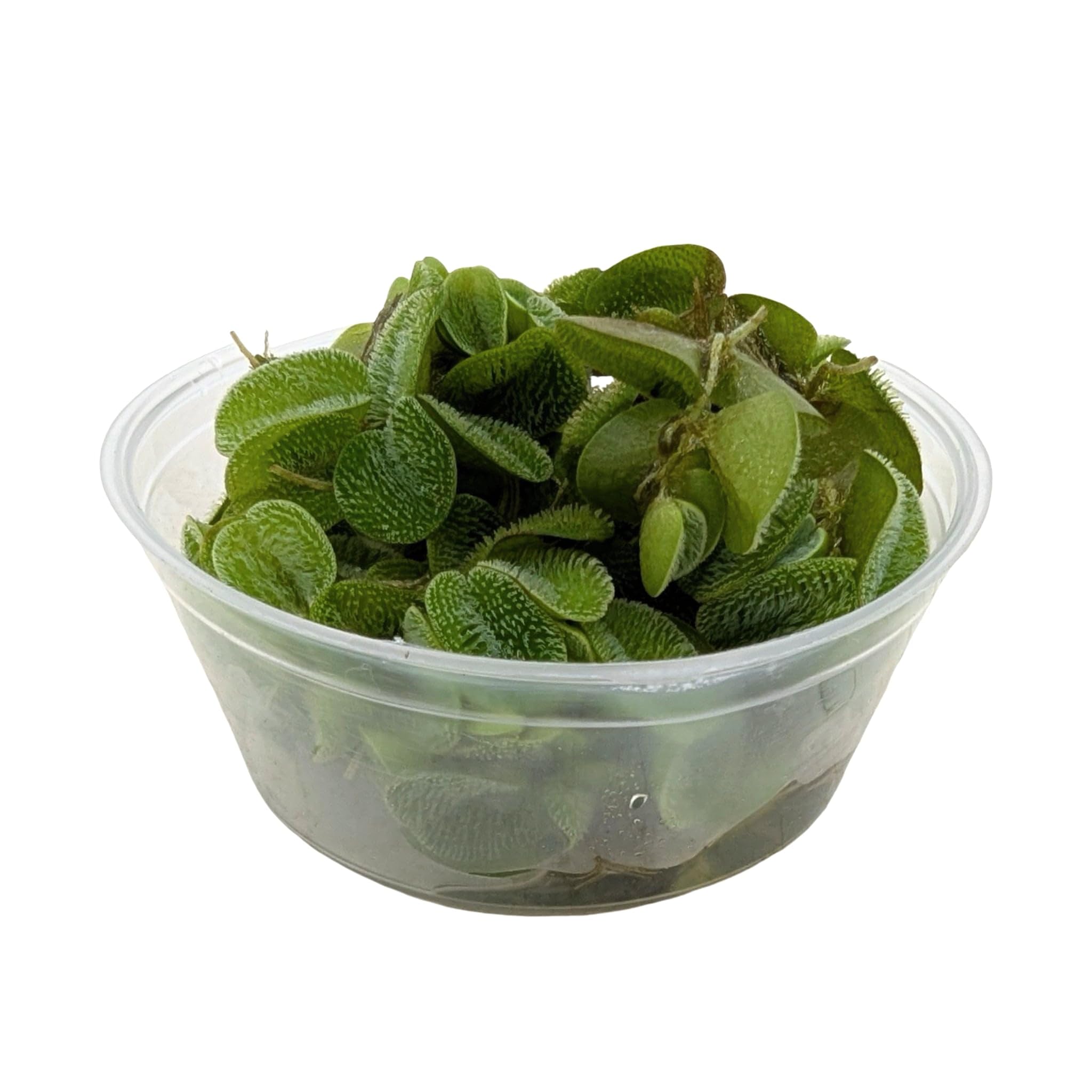 Salvinia auriculata/Salvinia natans - Portion 10 Live Plantes flottantes pour Aquarium