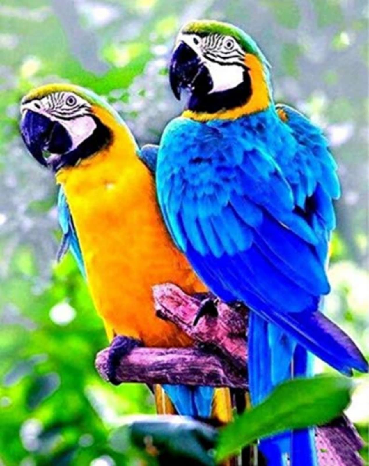 Point De Croix Kit Complet Adulte Plume De Paon Animal 11Ct Point De