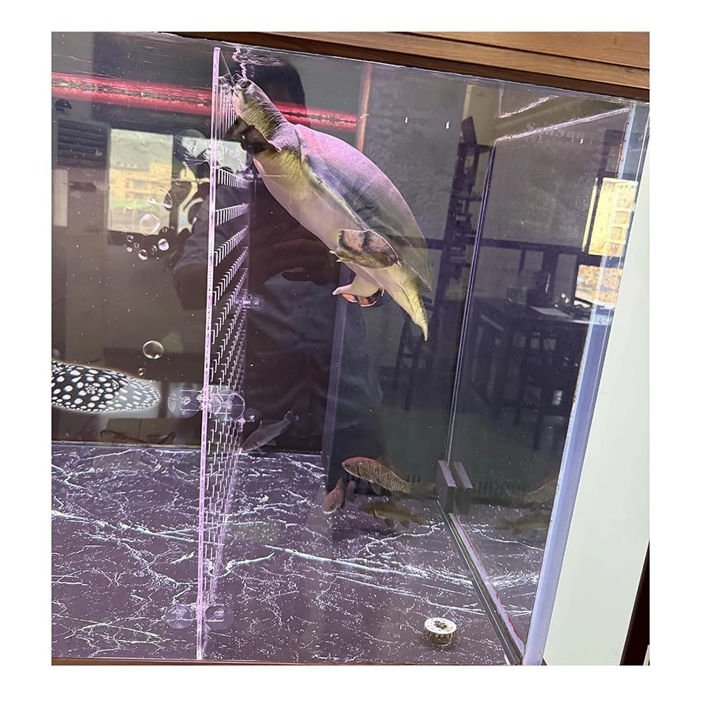Divisor de Acuario acrílico | Transparente 38-60x60-70cm Aislamiento de alevines y peces luchadores: Divisor acrílico de 5 mm con ventosas(38x65cm)