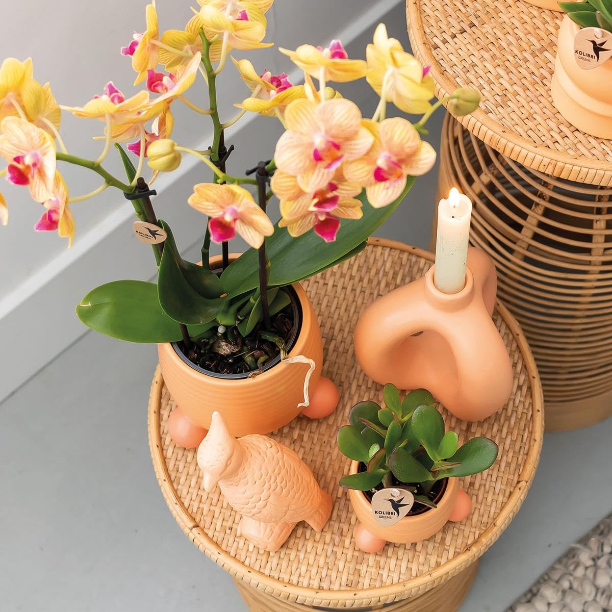 Kolibri Orchidées | Orchidée Phalaenopsis orange - Jamaïque + Happy Face Pot décoratif Peach - Taille du pot Ø 9 cm - 40 cm de haut | Plante d'intérieur à fleurs dans un pot de fleurs - Frais du
