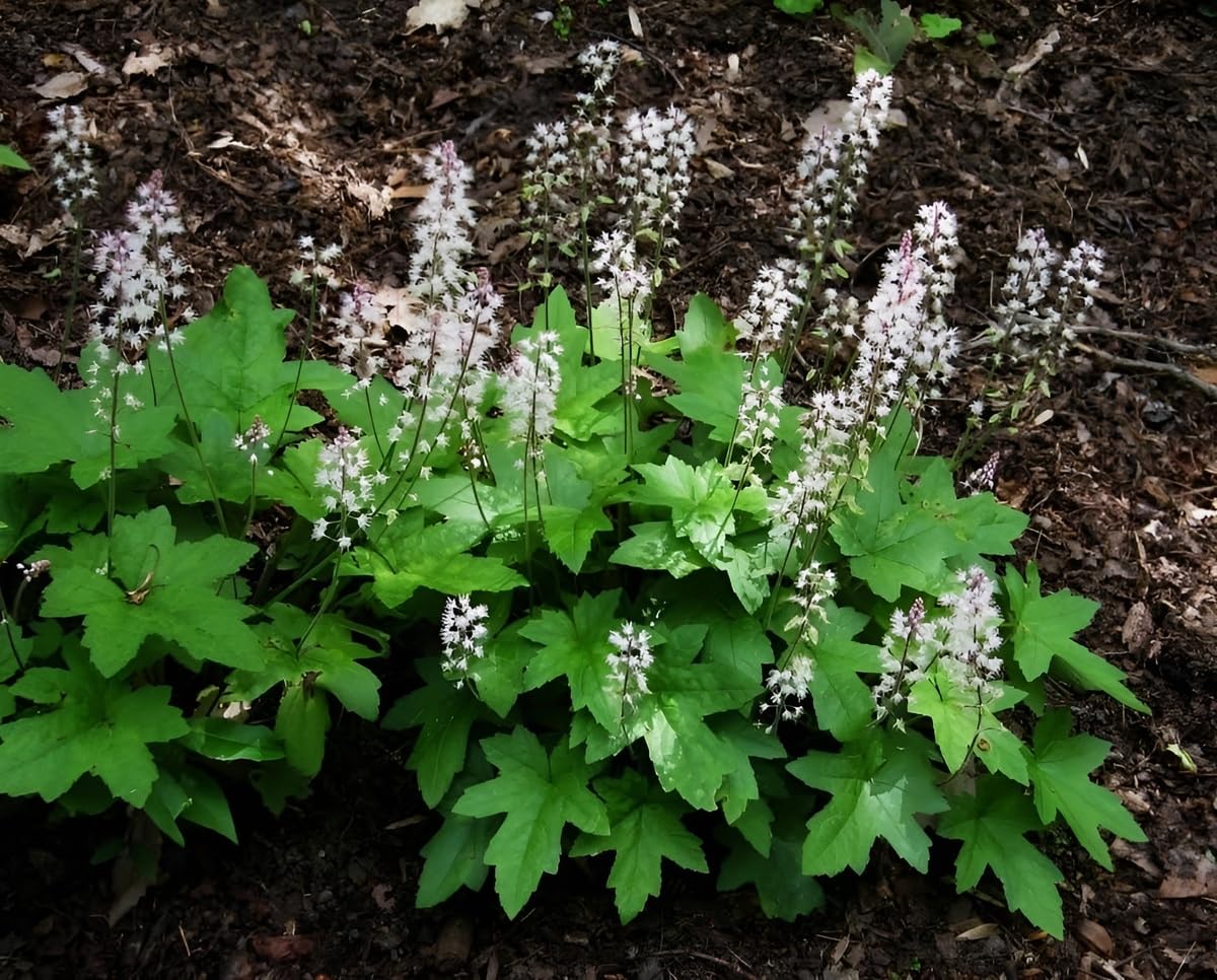 Stauden Gänge 10 x Tiarella wherryi Schaumblüte winterhart