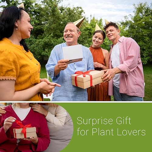 Miniatura 7 de XXXFLOWER Estación de propagación para colgar en la pared con 3 jarrones de vidrio en forma de estrella, estaciones de propagación de plantas para