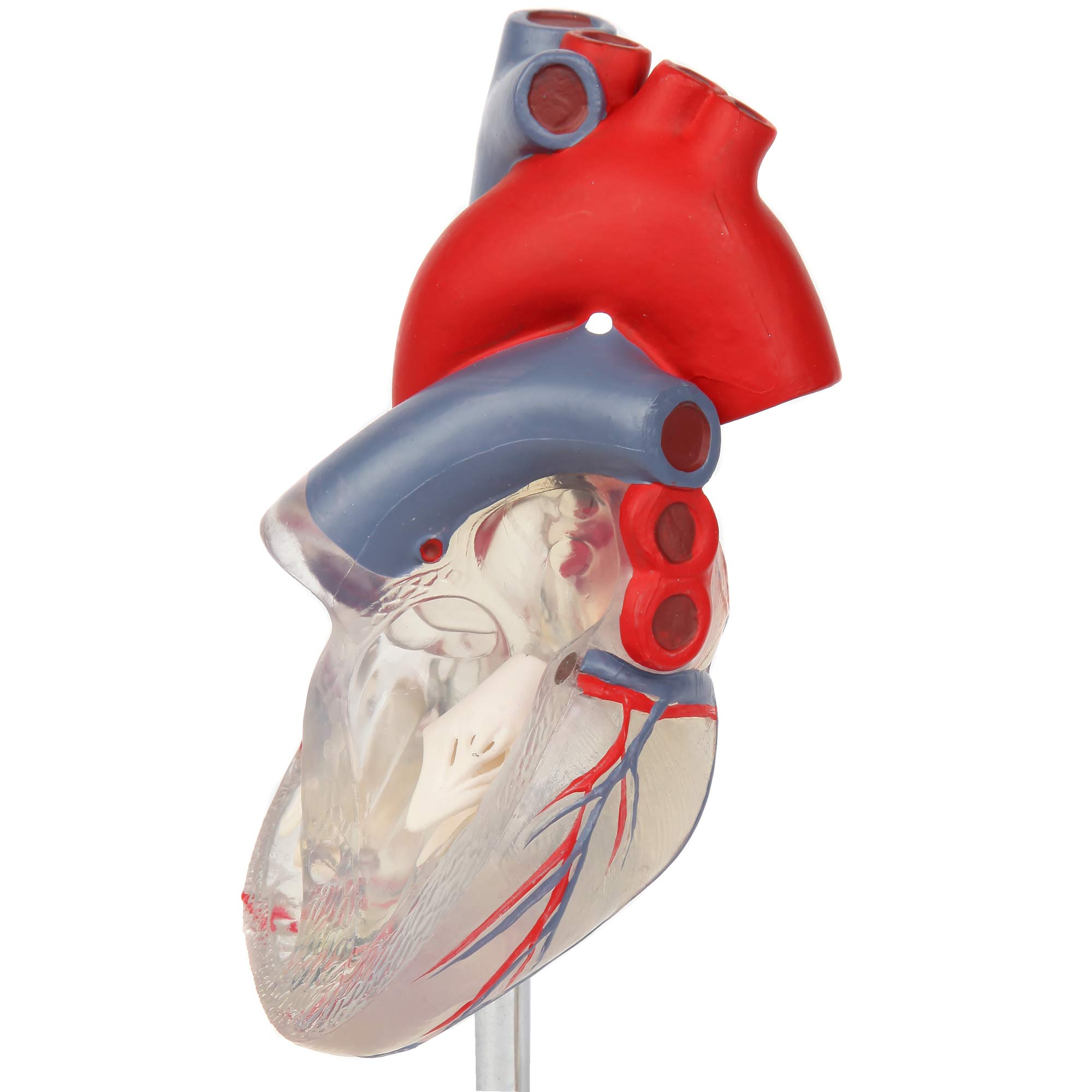 Amazon.co.jp: Axis Scientific Heart Model、透明2パーツデラックス