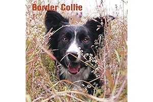 2024-2025 Border Collie Calendar | Dog Breed Monthly Wall Calendar - 12x24 Open