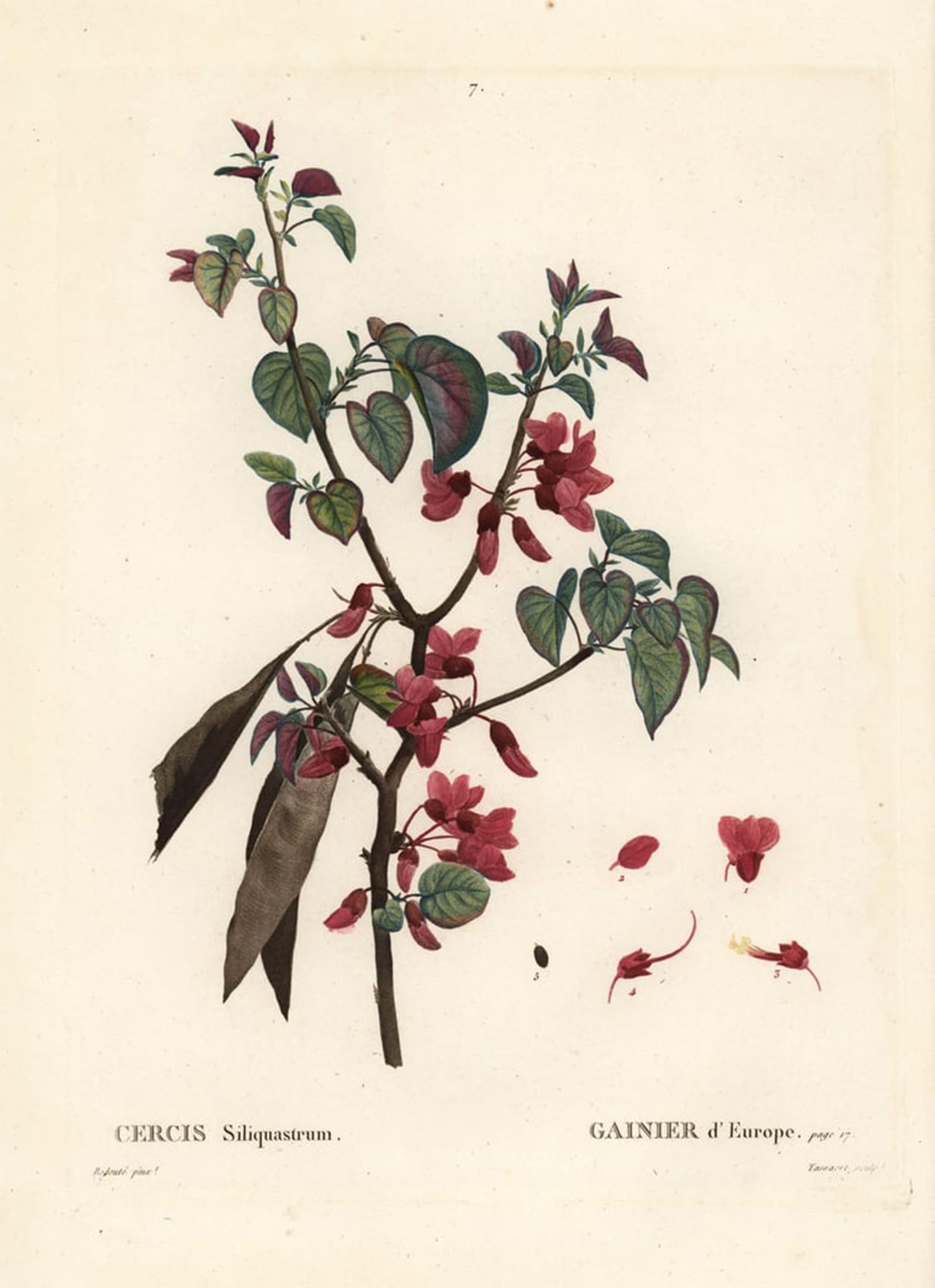 ARTXLXXBN Famous Art Print Poster Vintage Wall Art Judas tree Cercis siliquastrum by Pierre Redoute Canvas Art Poster for Home Decor 60x90cm
