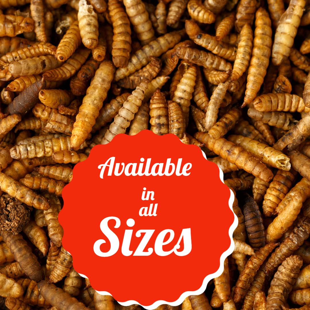 UK GROW Premium - 2L - Calci worms/Black soldier fly lave Similar to Dried Mealworms (2L), Brown, 1 g (Pack of 1) - Image 2