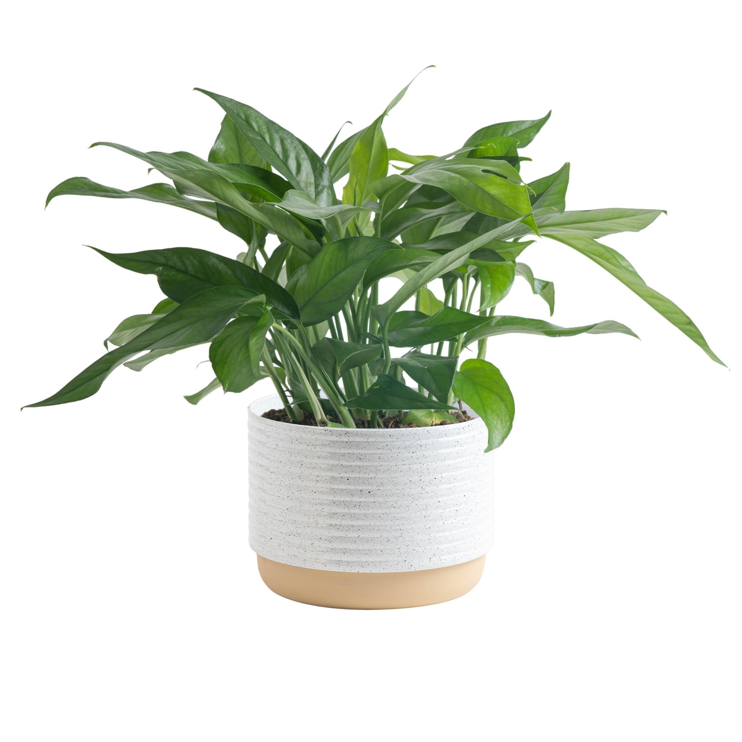 Costa Farms Live Plant Pothos | Easy to Grow 10-12 Inch Tall Vining Houseplant | Potted in 6-Inch Plant Pot | Housewarming, Birthday Gift | Home, Office, and Room Decor