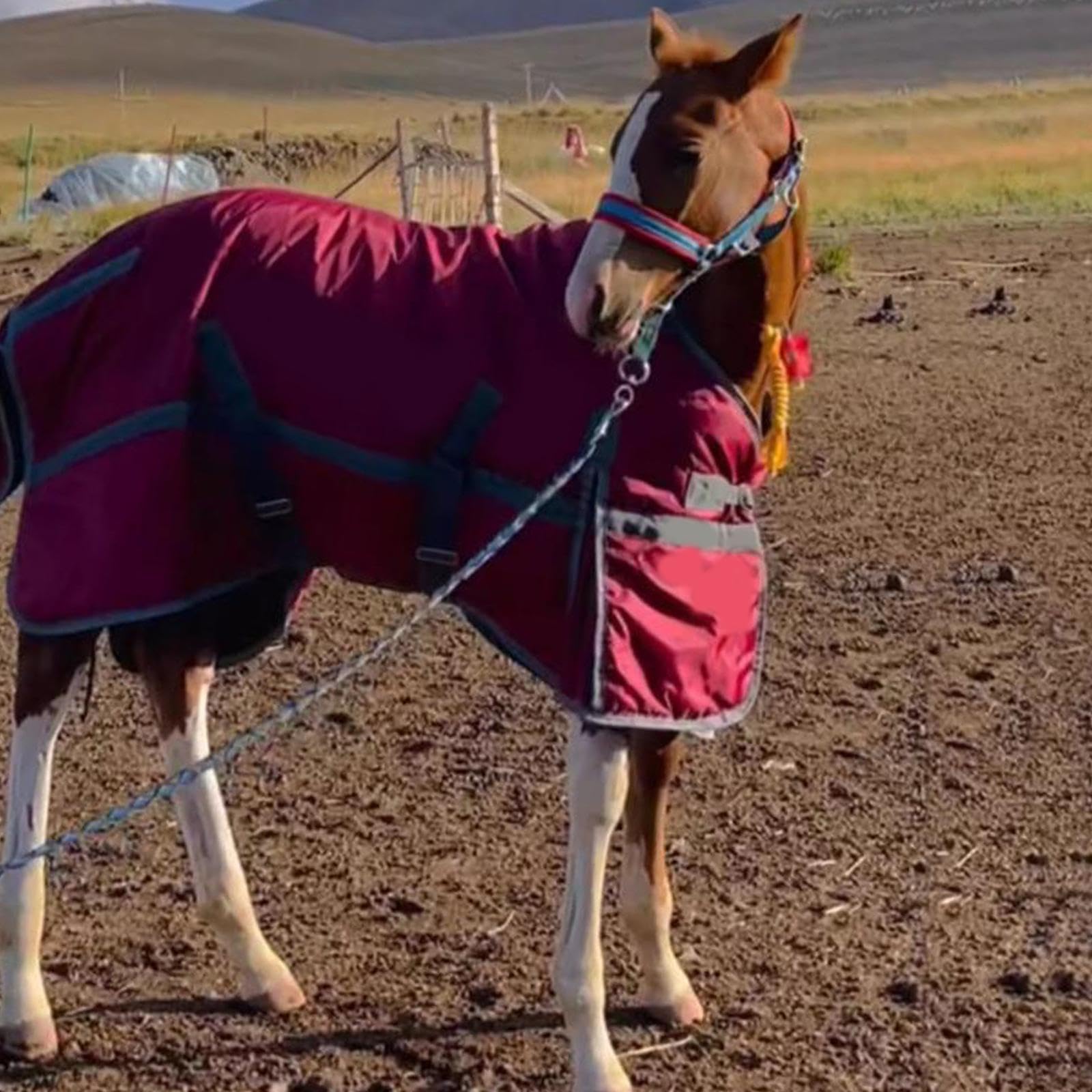 Qianly Manta para Caballo Ropa de Invierno Impermeable Transpirable Protección Térmica en Tela Oxford Adecuada para Actividades Al Aire Libre Y Entrenamiento