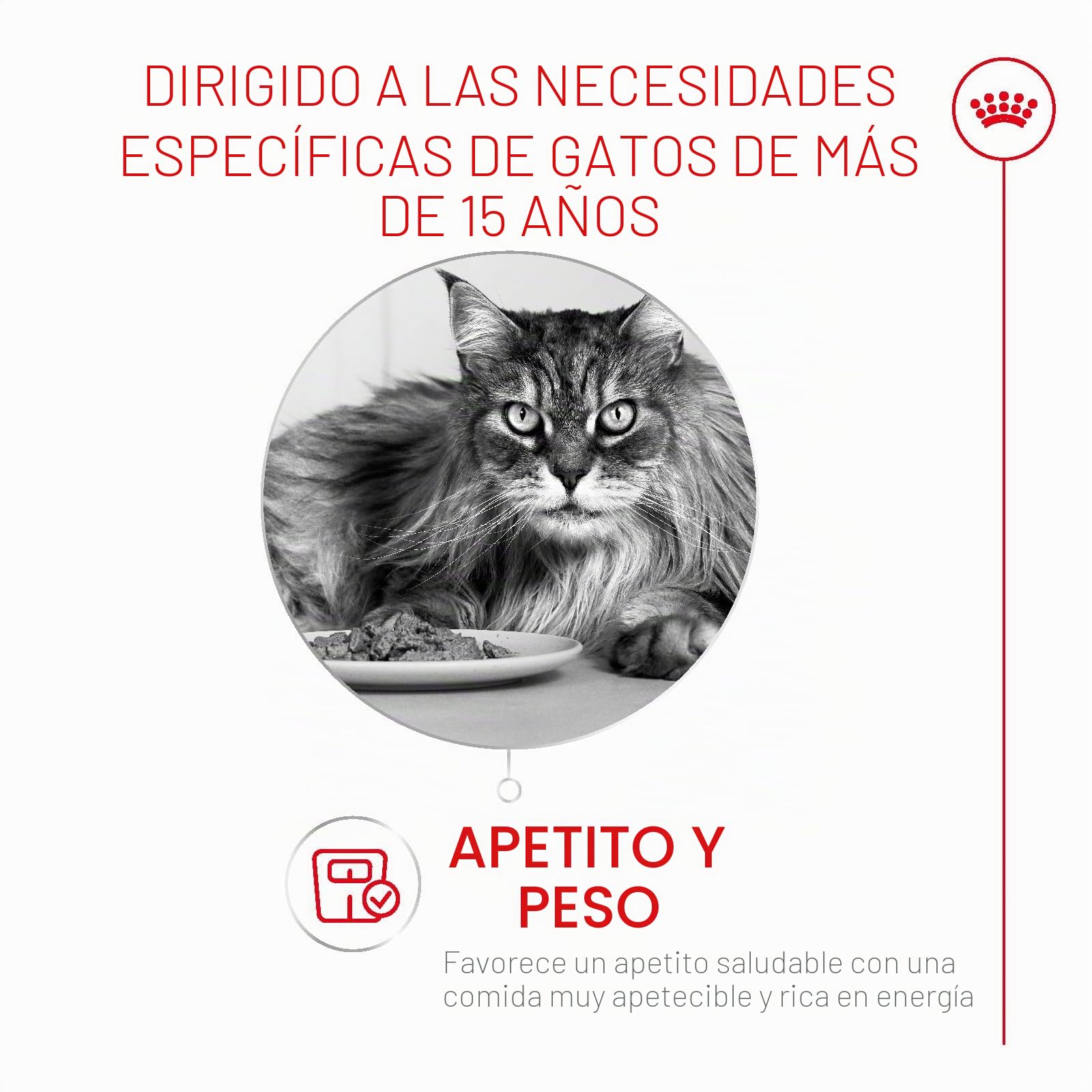 ROYAL CANIN AGEING 15+ | 4 kg | Alimento seco para Gatos Mayores de 15 años | Fórmula con el HealthyAge7™ Complex | Contiene croquetas fáciles de Masticar